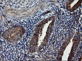 ROMO1 Antibody (clone OTI1G4)