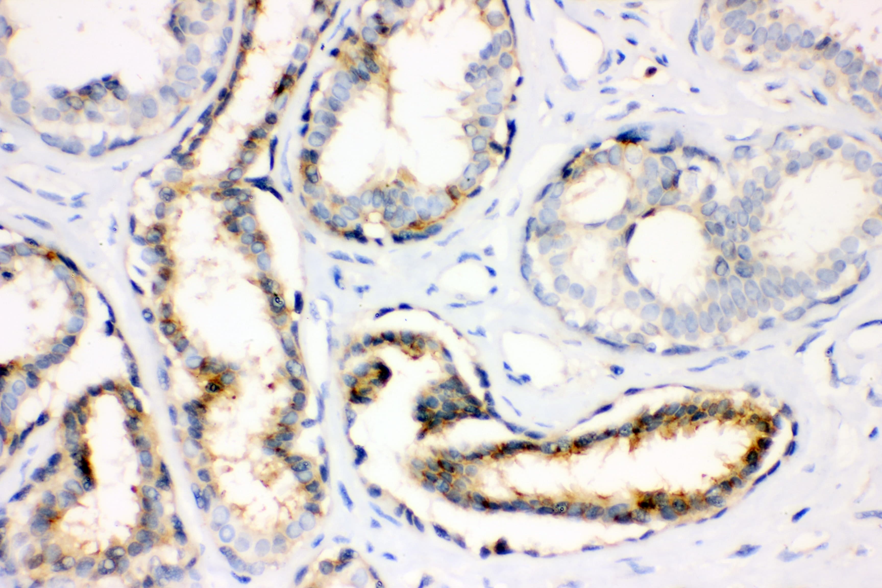 ANXA4 / Annexin IV Antibody