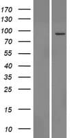 TTC13 Protein (Over-Expression Lysate Myc-DDK (Flag))