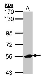 IHC-plus™ p56lck / LCK Antibody