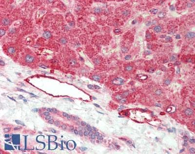 IHC-plus™ Alkaline Phosphatase Antibody