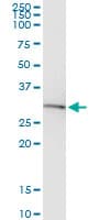 BDNF Antibody (clone 1B10)
