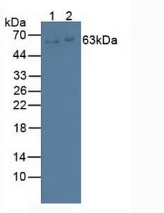 IL22RA1 / IL22R Antibody (aa267-565, PE)