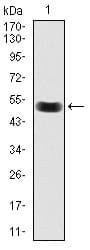 BPIFB1 Antibody (aa248-475, clone 4H2)