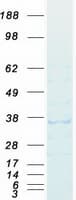 Human DAZL Protein (Recombinant Myc-DDK (Flag))