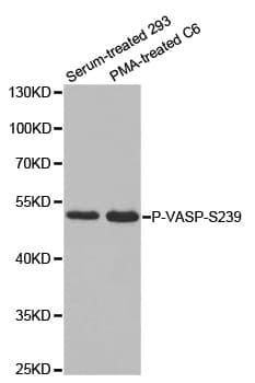 VASP Antibody (phospho-Ser239)