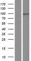 MAGED1 / NRAGE Protein (Over-Expression Lysate Myc-DDK (Flag))