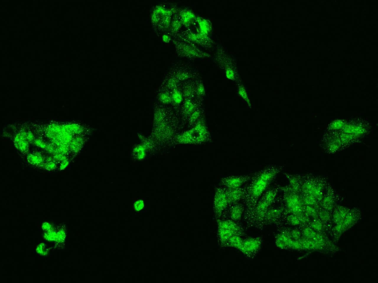 SCARA5 Antibody