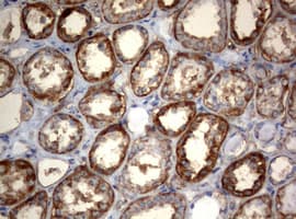 OXSM / KS Antibody (clone OTI1H6)