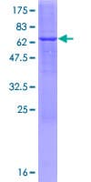 Human ABHD4 Protein (Recombinant GST)