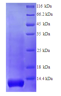 Human GYPA / CD235a / Glycophorin A Protein (Recombinant His)