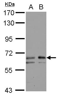 GALNT2 Antibody