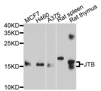JTB / PAR Antibody