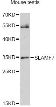 Polyclonal Rabbit anti-Human SLAMF7 / CRACC Antibody (IF, WB)