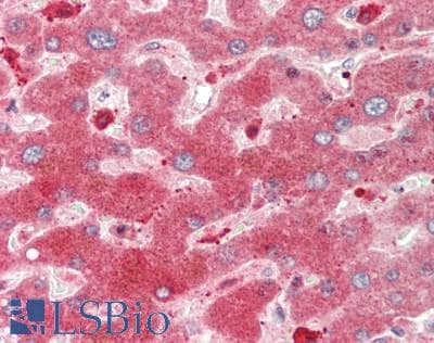 IHC-plus™ CYP3A4 / Cytochrome P450 3A4 Antibody