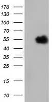 NT5DC1 Antibody (clone OTI1E11, Carrier-free)
