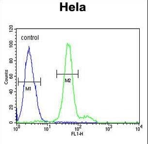 Polyclonal Rabbit anti-Human HELO1 / ELOVL5 Antibody (aa271-299, WB)