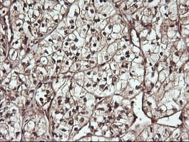 CDC123 Antibody (clone OTI1F8, Carrier-free)
