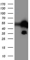 TAL1 Antibody (clone OTI4G10, Carrier-free)