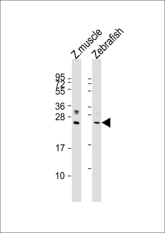 Polyclonal Rabbit anti-Zebrafish LIN28A / LIN28 Antibody (aa85-119, WB)