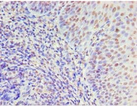 MCM5 Antibody (aa1-230)