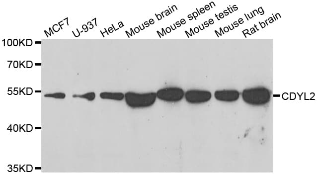 CDYL2 Antibody