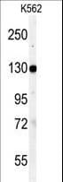 VCL / Vinculin Antibody (aa12-39)