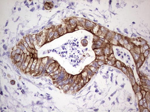 Peripherin Antibody (clone OTI3F4)
