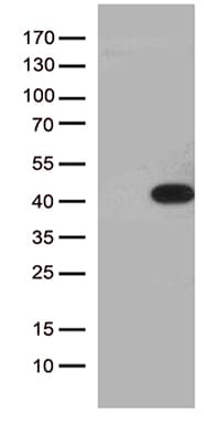 HEYL Antibody (clone OTI4D8, Carrier-free)