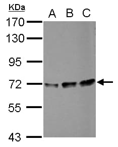 Polyclonal Rabbit anti-Human PPIL4 Antibody (IF, WB)