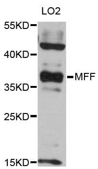 MFF Antibody