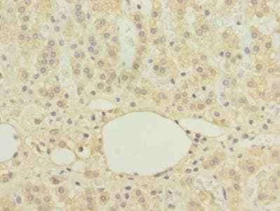 C16orf78 Antibody