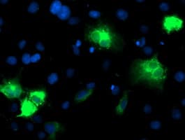 CYP2A6 Antibody (clone OTI2A8)