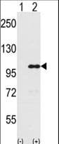 INPP5D / SHIP1 / SHIP Antibody (aa770-796)