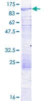 Human LZTS3 Protein (Recombinant GST)
