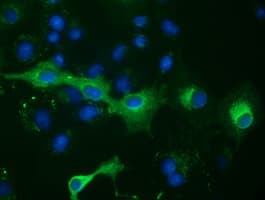 PTPRE / PTP Epsilon Antibody (clone OTI4G2)