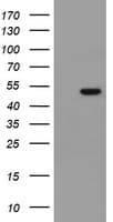 MRPS27 Antibody (clone OTI3A8)