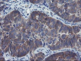 VBP1 Antibody (clone OTI2A3, Carrier-free)