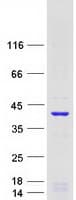 Human GEM / KIR Protein (Recombinant Myc-DDK (Flag))