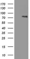 LIMK1 / LIMK Antibody (clone OTI3H6)