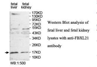 FBXL21 Antibody (aa1-138)