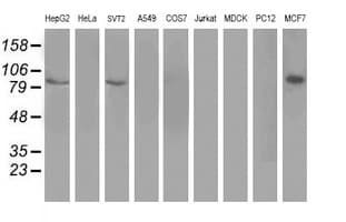 Dipeptidyl Peptidase 3 / DPP3 Antibody (clone OTI 2G8)