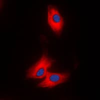 AZI2 / NAP1 Antibody (N-Terminus)