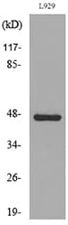 VEGFC Antibody