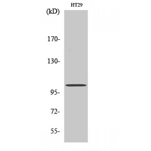 GPRIN1 / GRIN1 Antibody (200-280 aa, Internal)