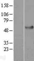 HSP70L1 / HSPA14 Protein (Over-Expression Lysate Myc-DDK (Flag))