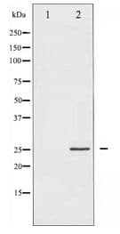 EIF4E Antibody