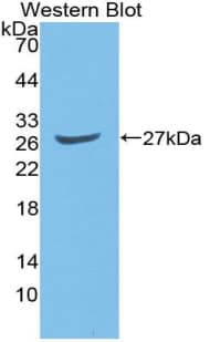 GATA2 Antibody