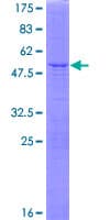 Human STT3B Protein (Recombinant GST)