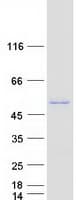 Human CBWD3 Protein (Recombinant Myc-DDK (Flag))